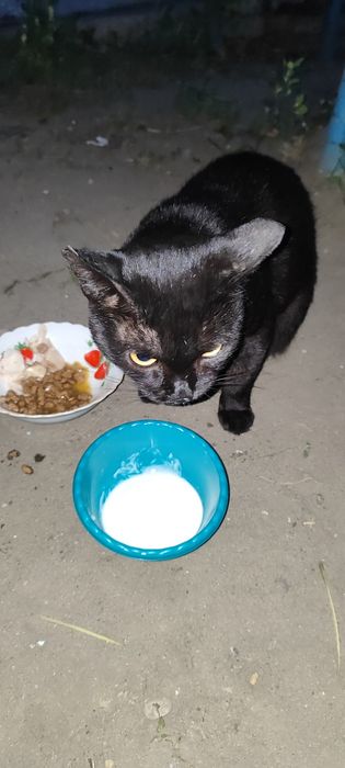 Кострированный котик ищет дом