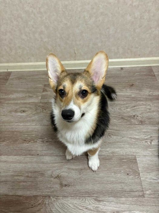 Вельш Корги Пемброк