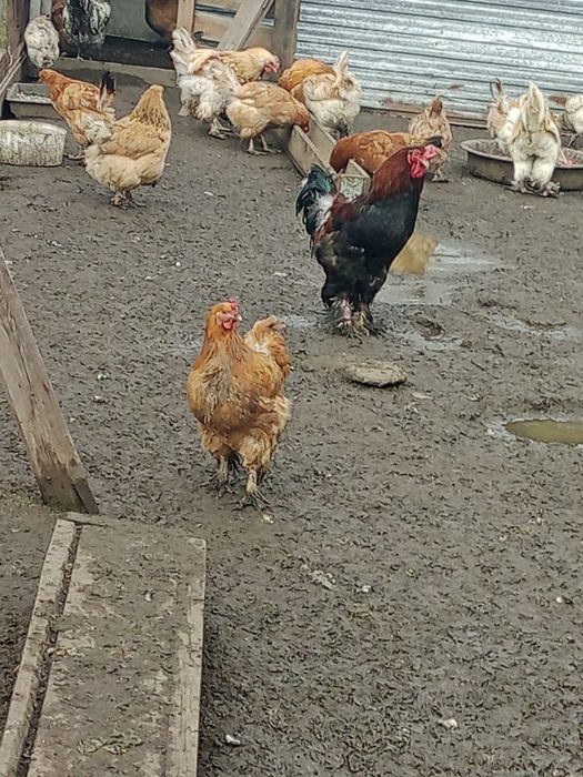 Продам яйца для инкубации