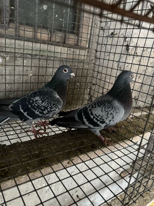 Продам почтовых голубей!