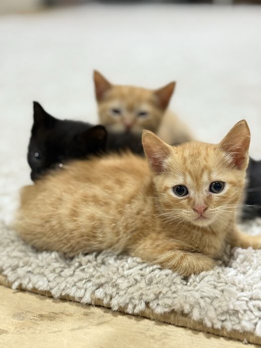 Котята ищут дом