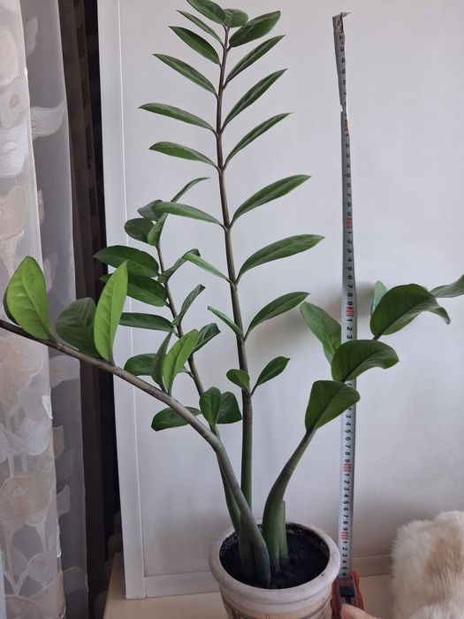 Продам доллоровое дерево (замиокулькас)