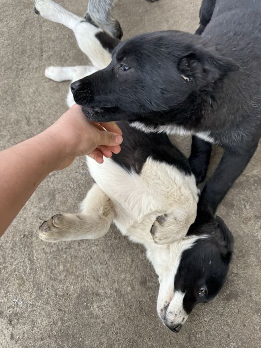 Отдам в добрые руки щенки