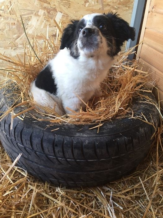Приют для собак "Хвостатый рай" в Алматы