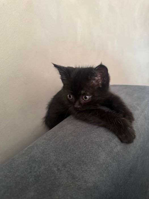 Котенок в добрые руки