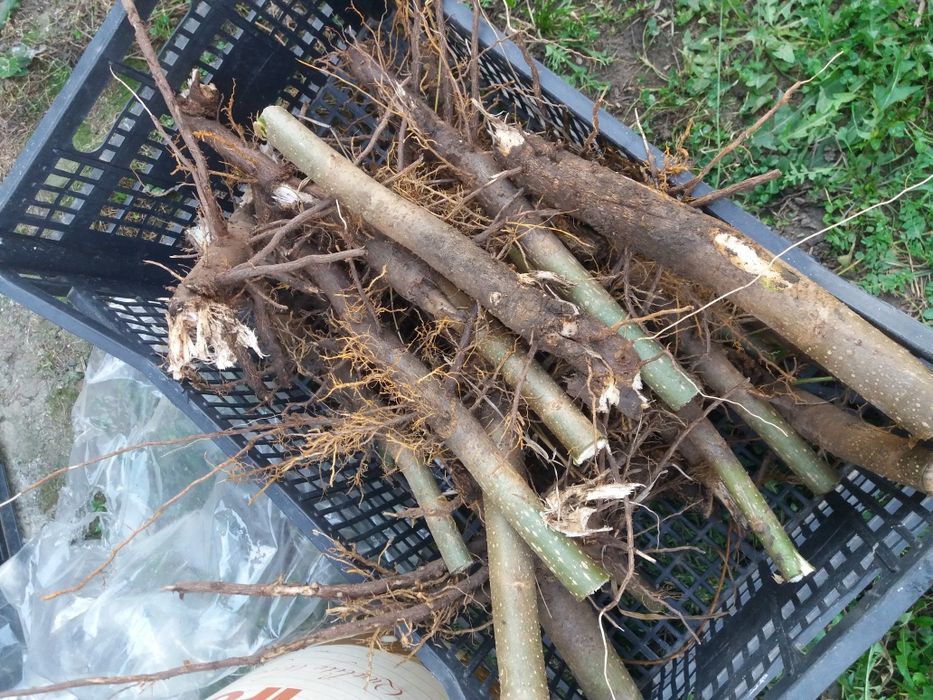 REDUCERE  Butasi paulownia