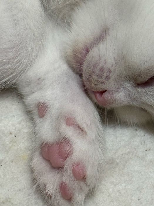 Chiroyli uy mushukchasi sotiladi