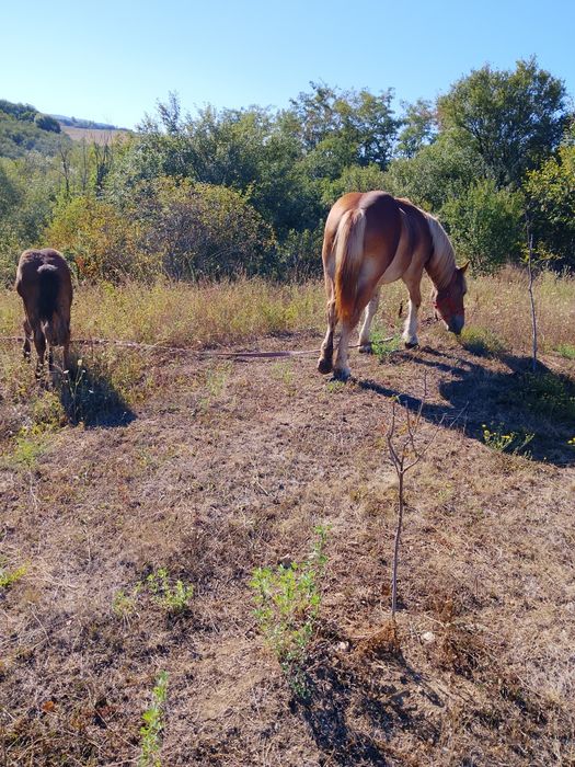 Manza de 1an și 2 luni  negustori sa se abtina