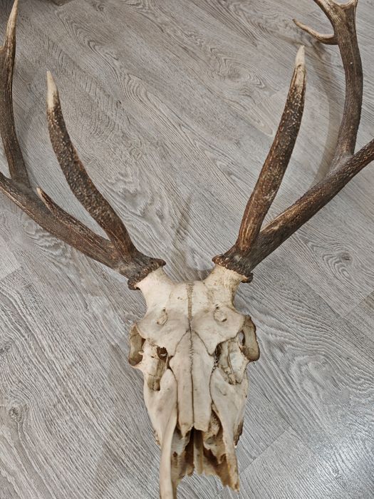 Vând Trofeu cerb