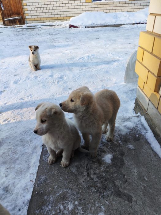 Отдам щенков в хорошие руки.