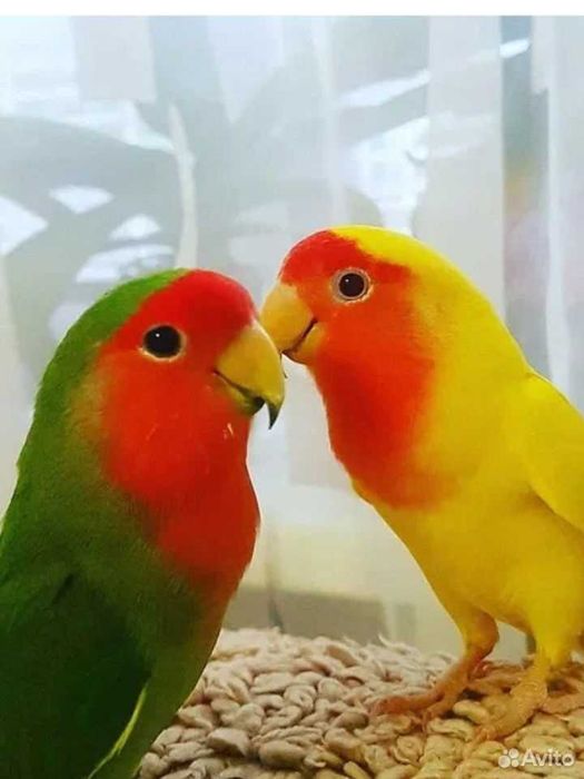 Попугай продажа срочно