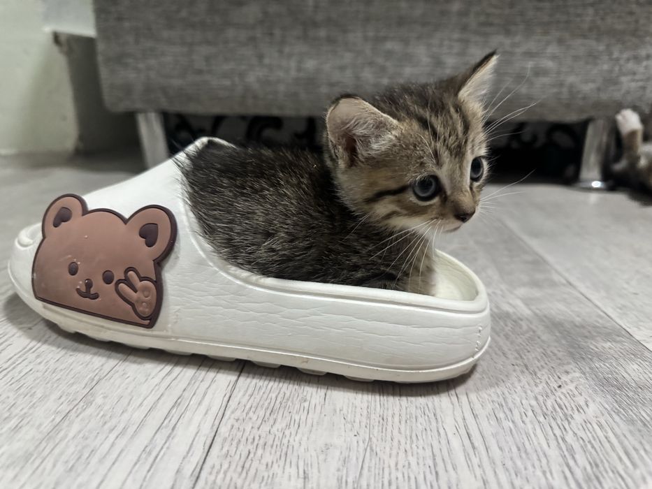 Хвостик ищет дом, г. Семей