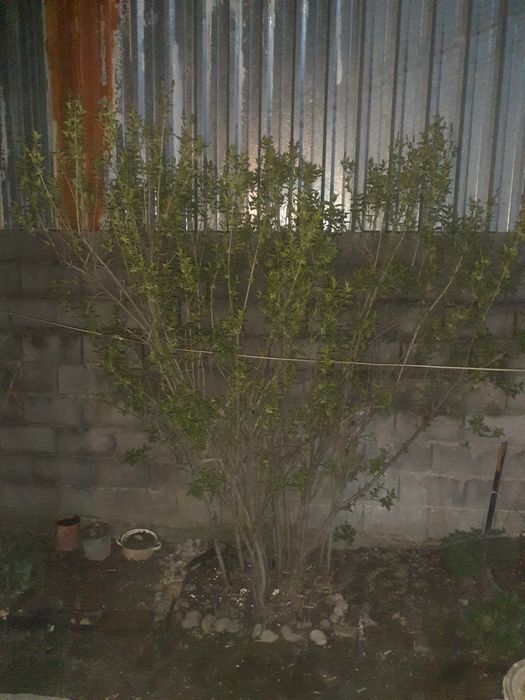 #Дерево #Сиреньобыкновеная