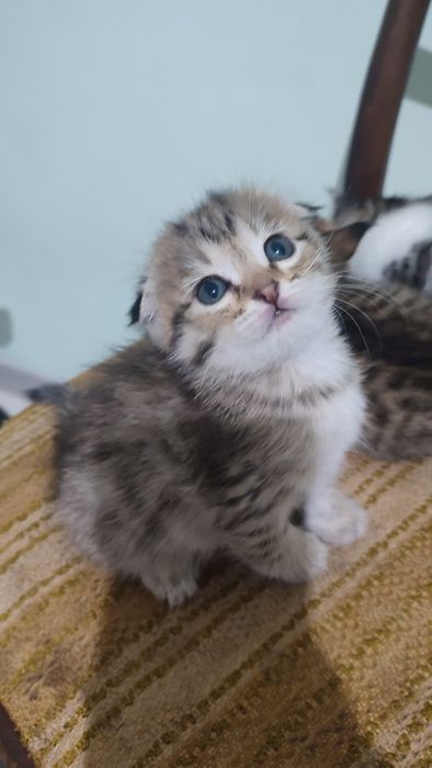Продается очень красивые котята