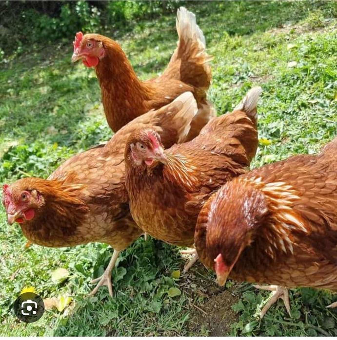 Продажа куры ламан браун