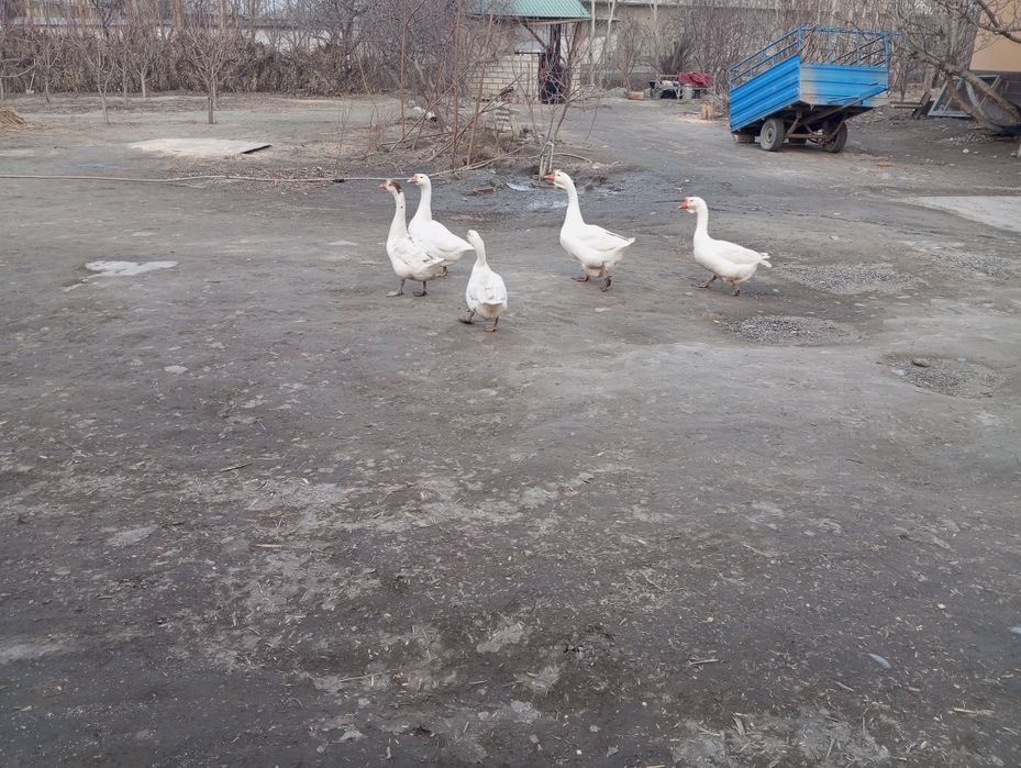 Sayrap turgan Bedanalar  sotiladi qovoqlari bilan Manzil Qoʻqonda