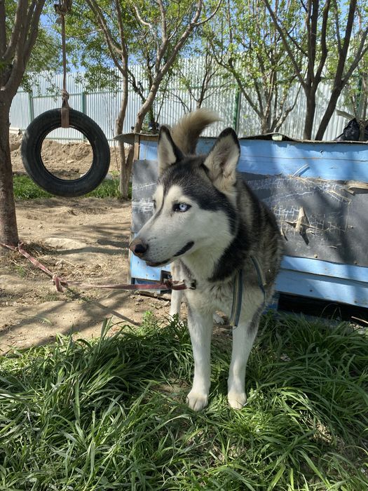 Sibirski XASKI.  Sotiladi.