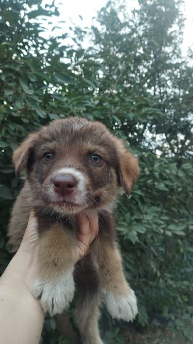 Щенки дворянской породы