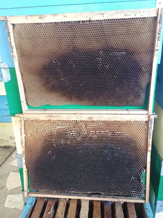 Rame din lemn de tei cladite 1/1