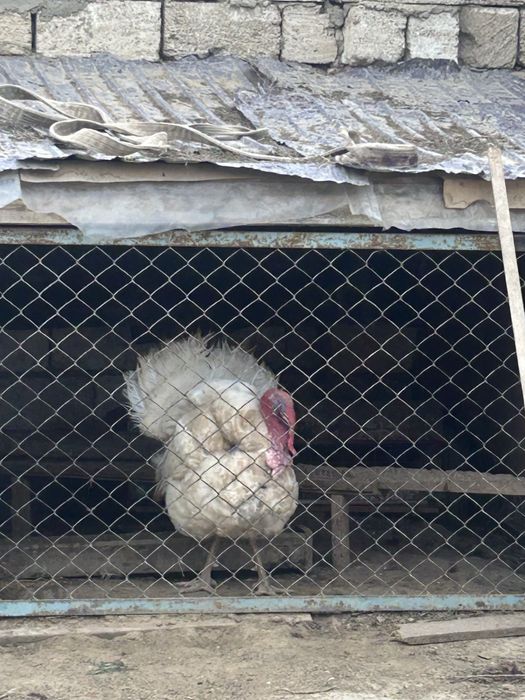 Индюк еркек порода