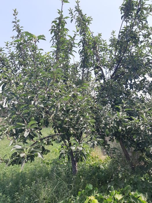 Uy sotiladi yoki almashtiriladi srochnaga!!!