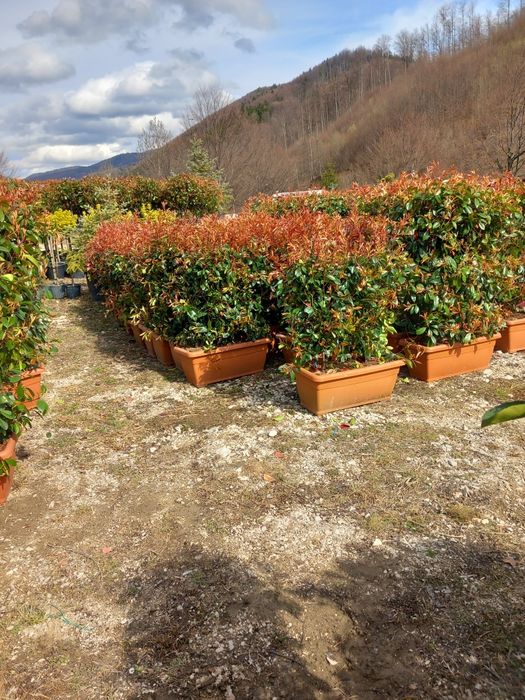 Mesteacăn cu coja alba tei fhotinia red robin