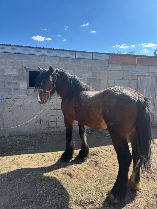 Продам жеребца 7 лет