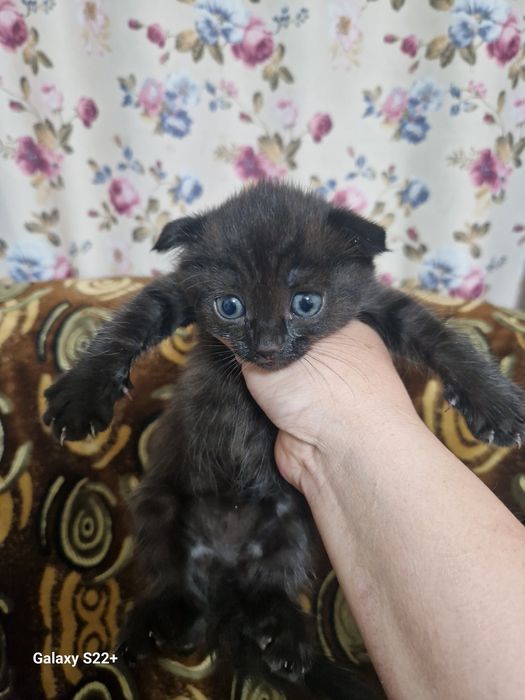 Продаю вислоухих котят. Девочки