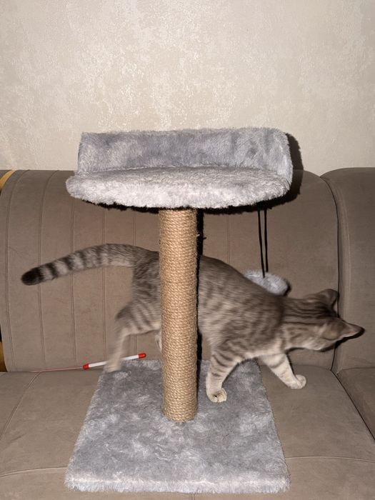 Когтеточка для кота