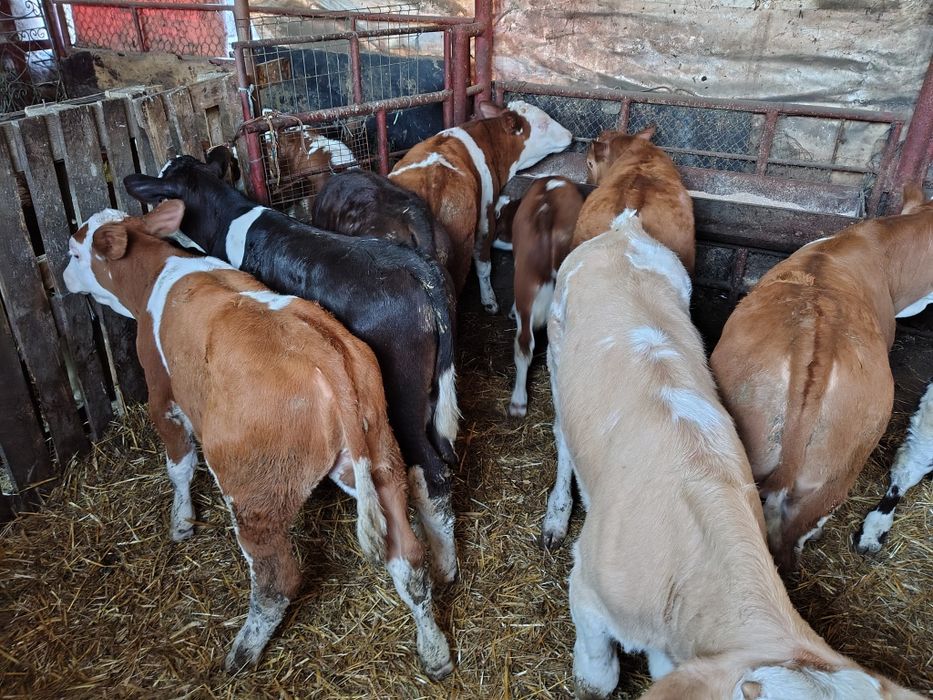 Viței înțărcați 130-140 media