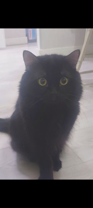 Сибирский кот отдам