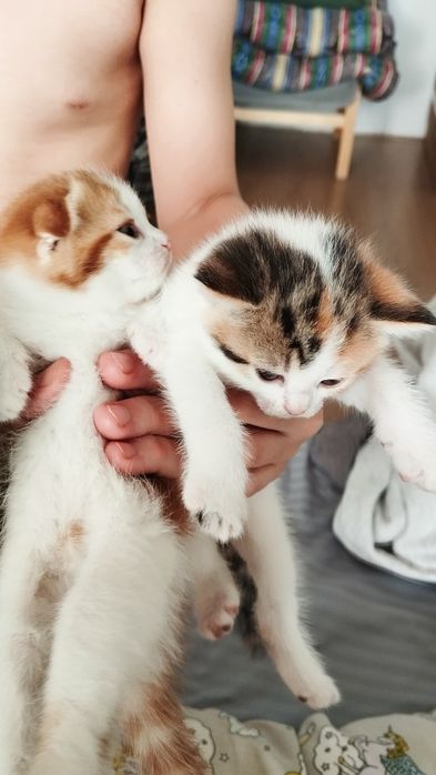 Котята шотландцы