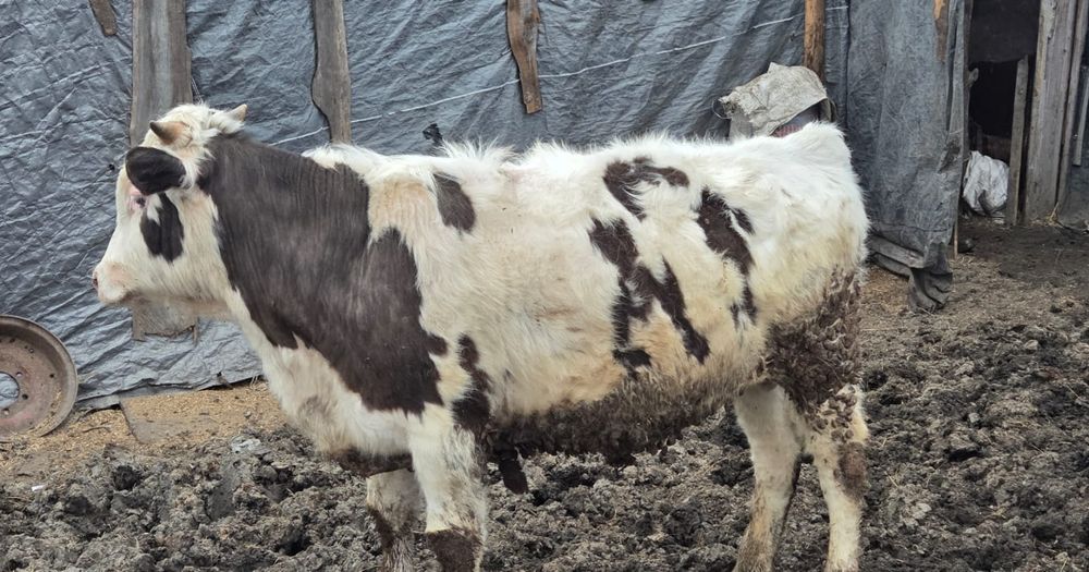 Продам.   быков .