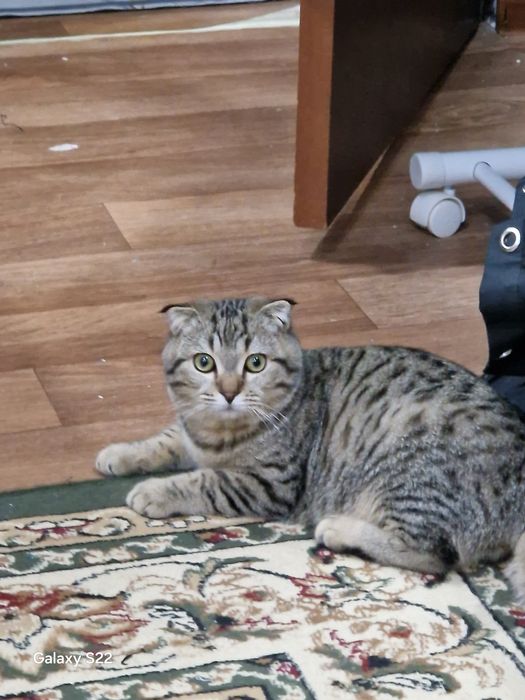 Кот мальчик/ұл мысык бесплатно