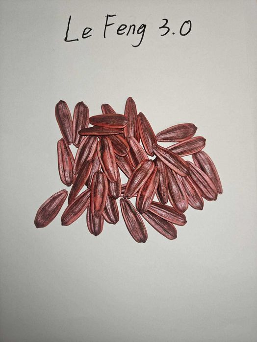 Семена подсолнечника