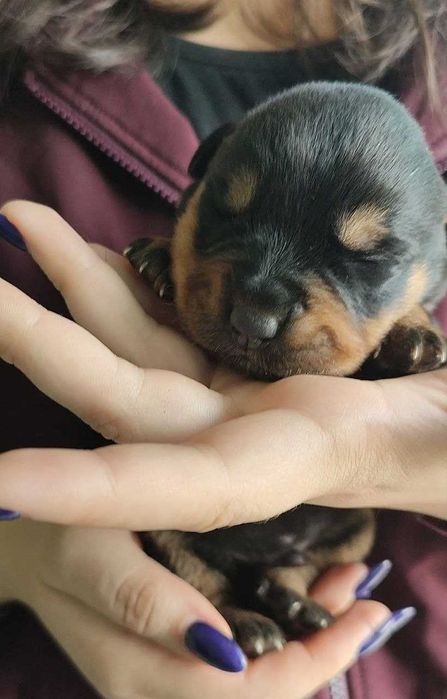 Готовятся к продаже чистокровные щенки ротвейлера.