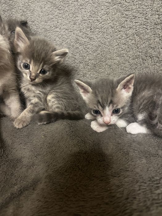 Отдам котят в добрые руки
