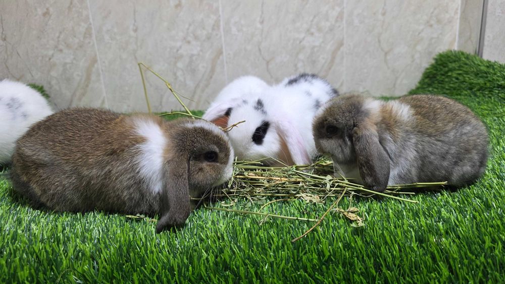 Карлик қуён баран