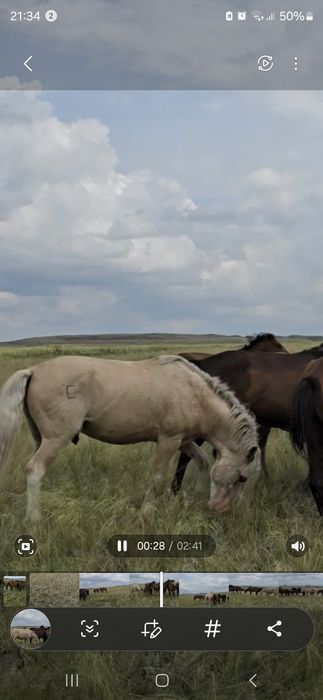 Айғыр Жабы сатылады, продается жеребец