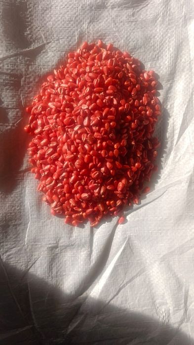 Семена кукурузы.