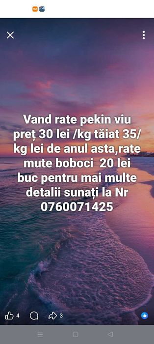 Păsări curte casa