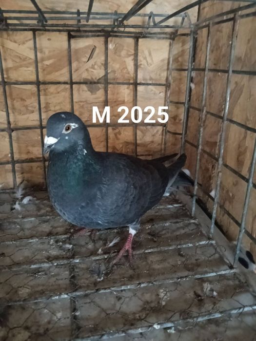 Porumbei voiajori sport