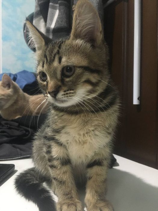 котенок в добрые руки