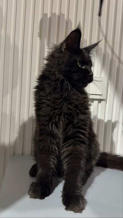 Продаются котята мейнкун