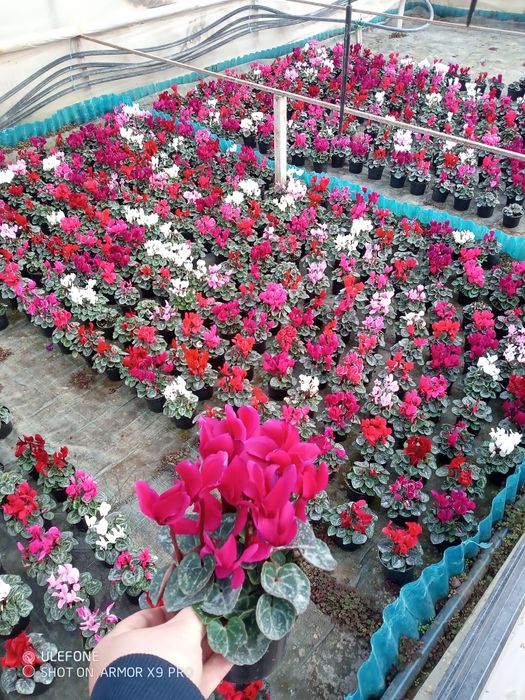 Flori, zambile, primule, cyclamen, panseluțe