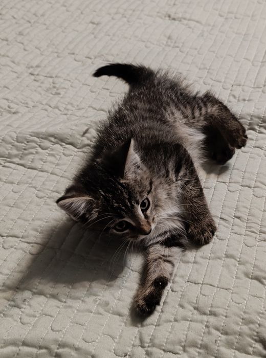 Котёнок в хорошие руки