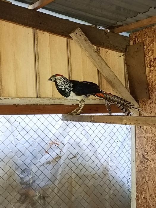 Продам фазанов по 20 тыс