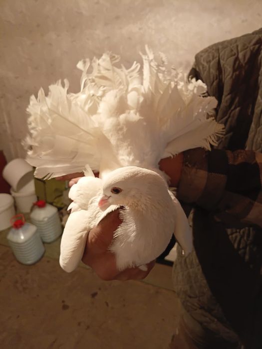 Продам голубей порода павлин