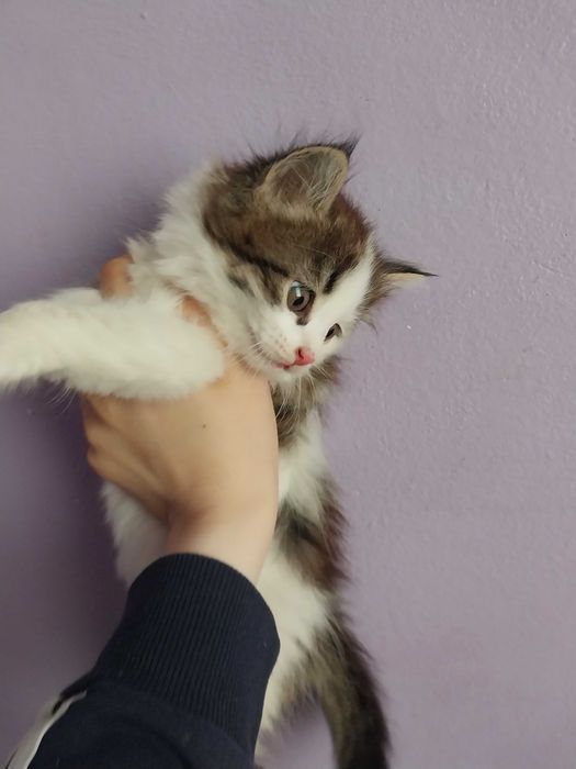 кошка / котёнок / мушук / мушукча / mushuk / mushukca