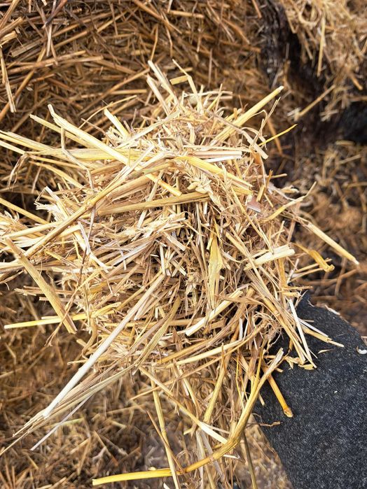 De vânzare baloti de paie